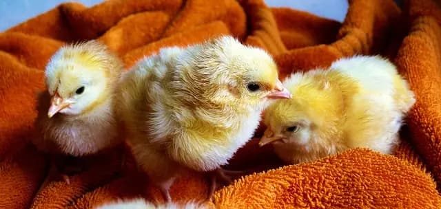 Les 10 indispensables à avoir dans sa garde-robe jeune
